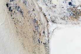 Best Commercial Mold Inspection in Millersburg, PA